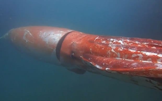 Giant_Squid